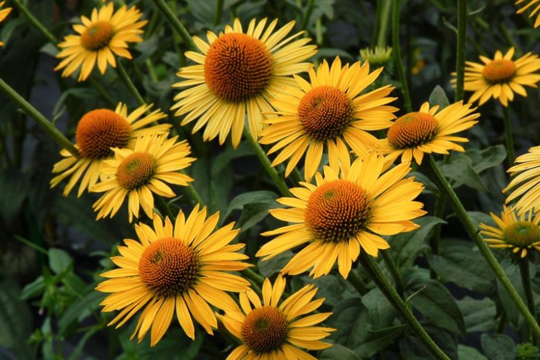 Echinacea 'Maui Sunshine' (Coneflower)