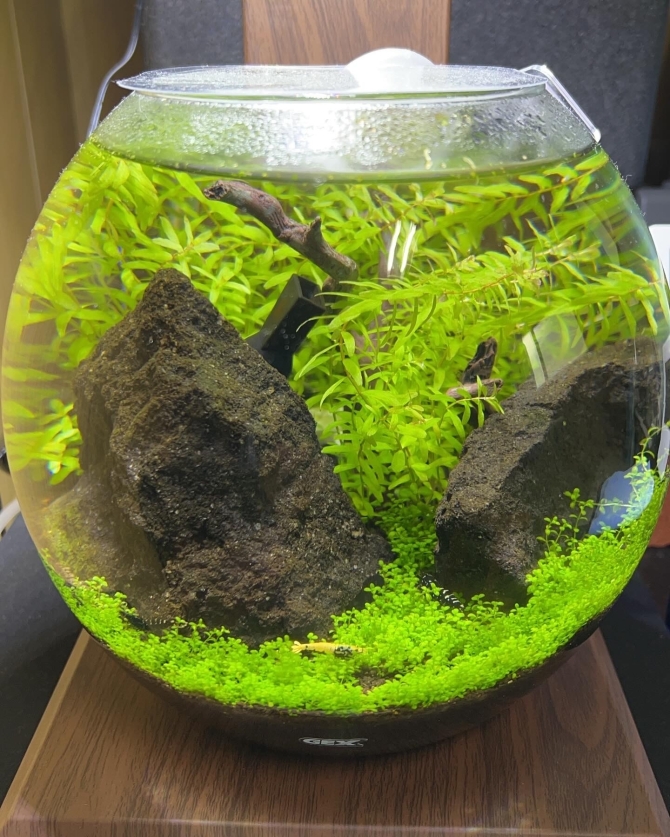 アクアリウム自慢 | 金魚・メダカ・熱帯魚用品のジェックス