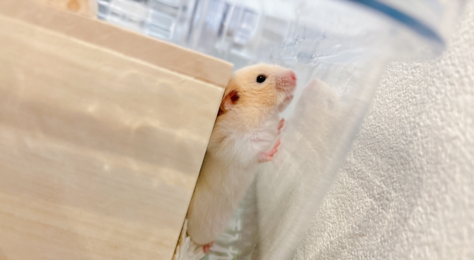 空を見上げるハムスター（ハムスター：ゴールデン）Small Animal Life