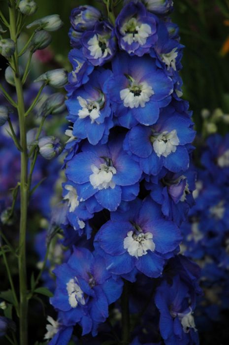 邦楽 Ruiza / delphinium 邦楽 Ruiza / delphinium Delphinium