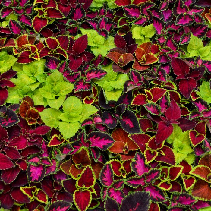 Coleus Fairway Mix | Gertens Garden Center