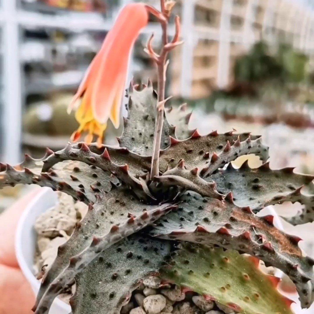 Aloe castilloniae - Giromagi Cactus and Succulents