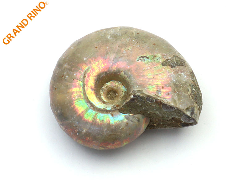 GRAND RINO / アンモナイト(デスモセラス) 化石 (A) 3 W30XH25XD16MM