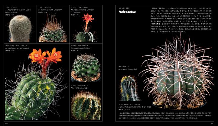 グラフィック社