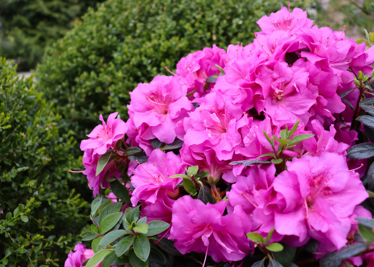 Perfecto Mundo® Double Pink Reblooming Azalea | Proven WInners