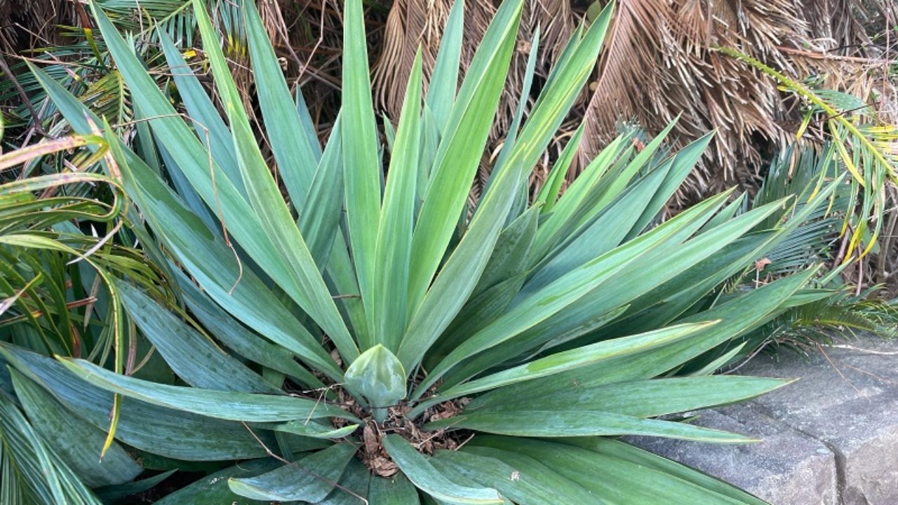 ユッカ・グロリオサ（Yucca gloriosa）/ アツバキミガヨラン（厚葉