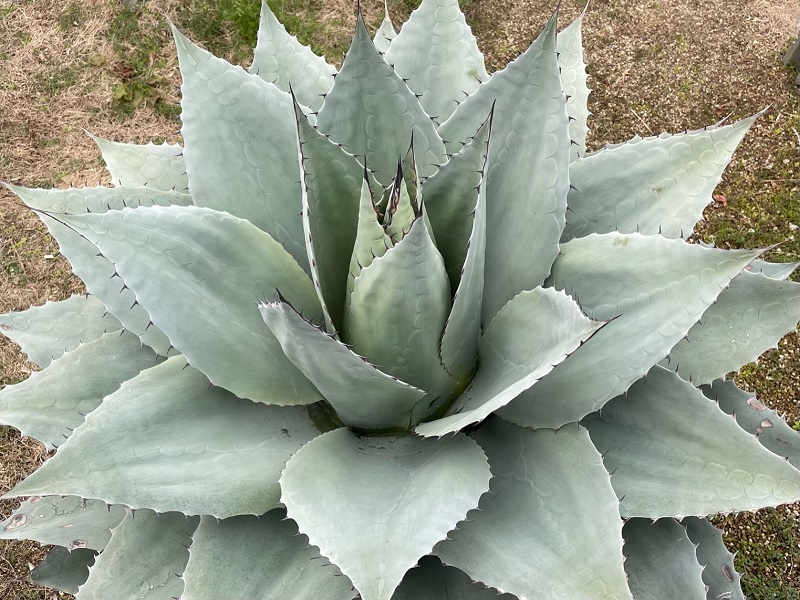 アガベ・オバティフォリア（Agave ovatifolia）の育て方