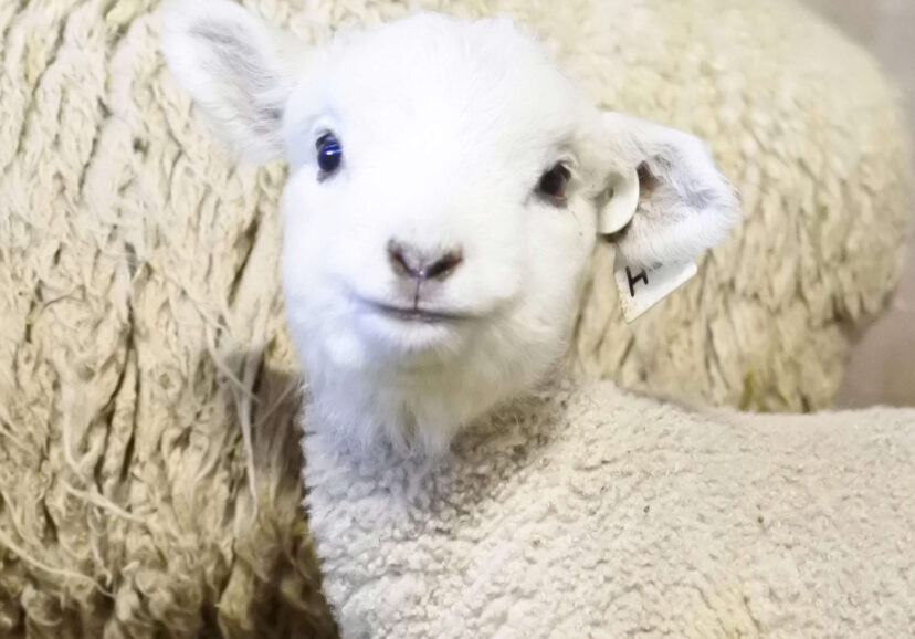 ひつじ | 牧場で会える動物たち | 伊香保グリーン牧場