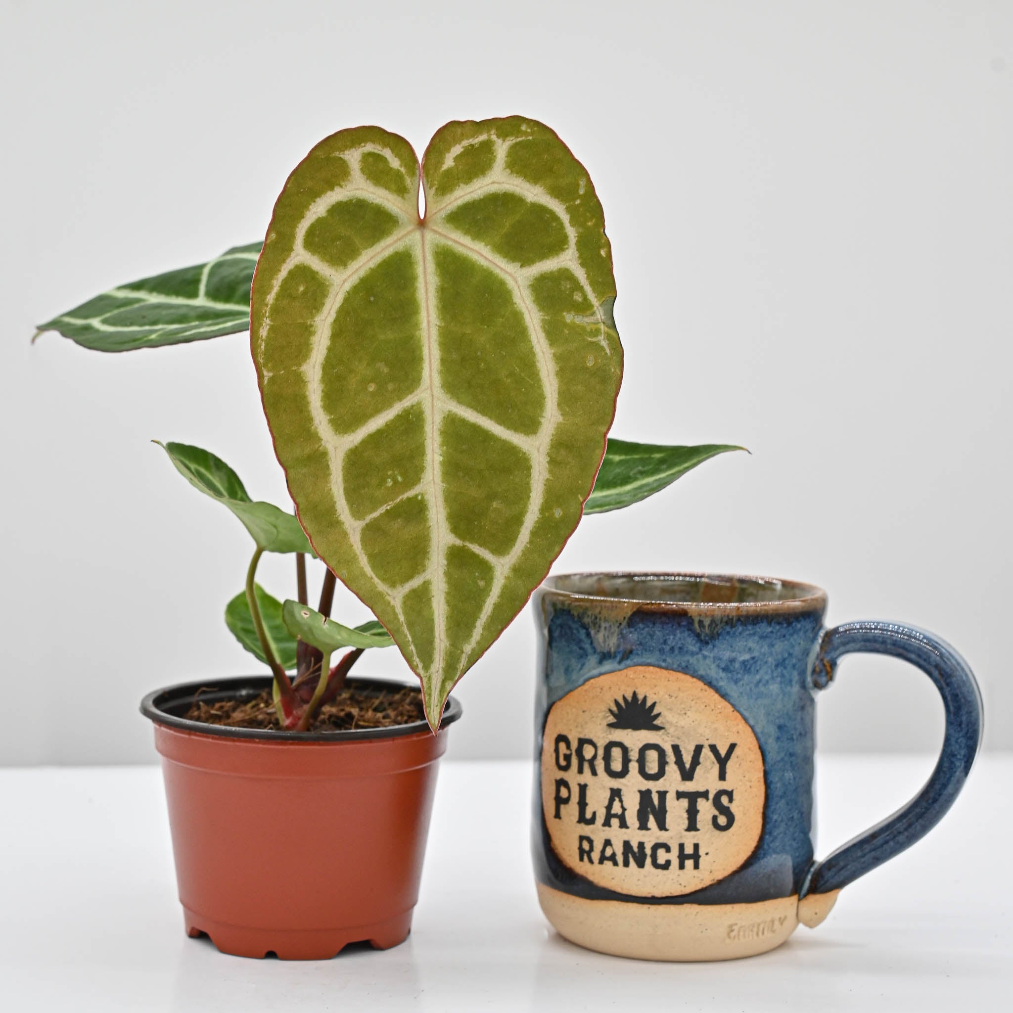 Crystal Anthurium | Anthurium Crystallinum – The Groovy Plants