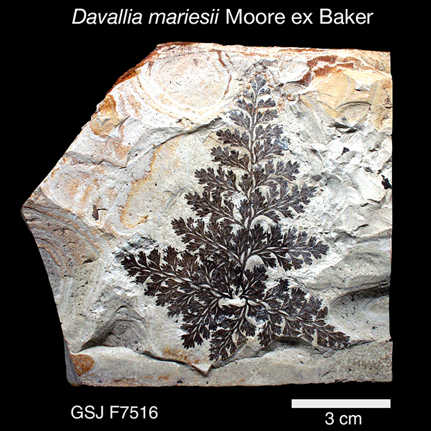 地質年表 | 地質標本館QRコード