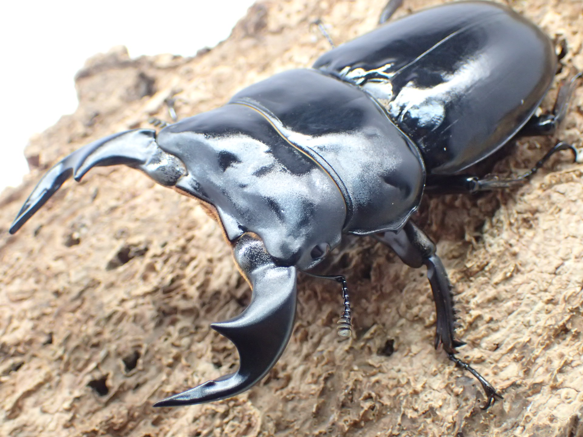 むしやどんぐり / 外国産オオクワガタ