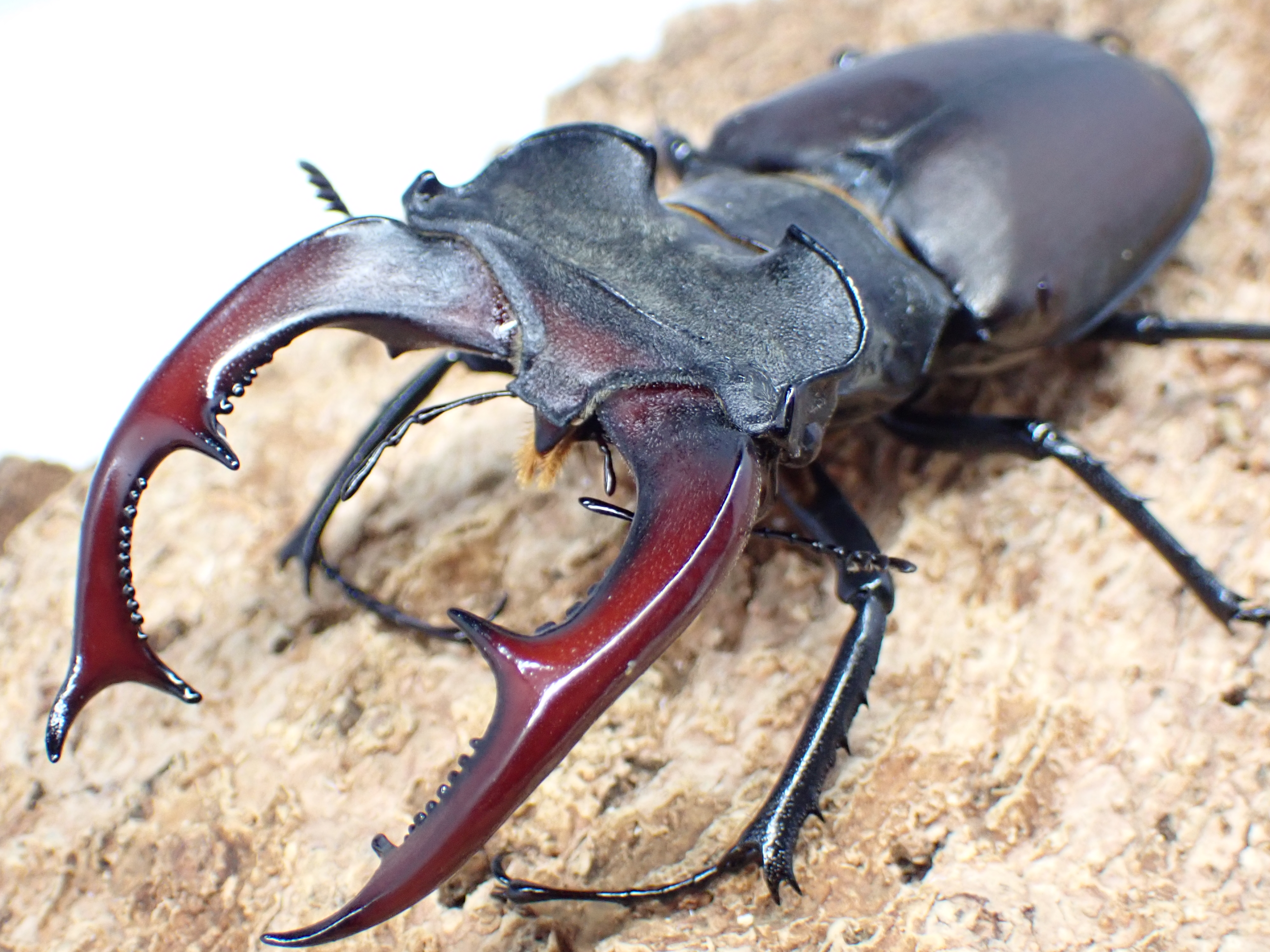 むしやどんぐり / 外国産ミヤマクワガタ