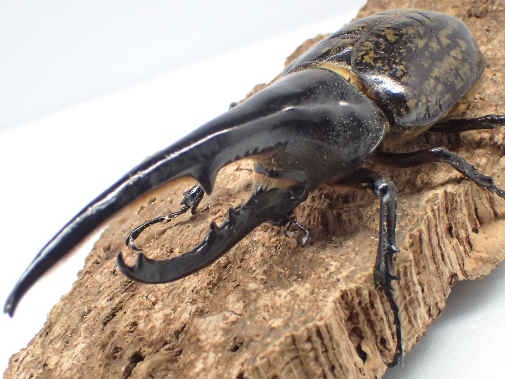 むしやどんぐり / ヘラクレスオオカブト原名亜種(ヘラクレス・ヘラクレス)