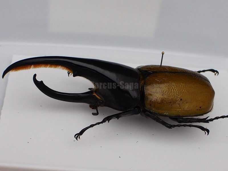 カブトムシ標本 | Dorcus-Saga