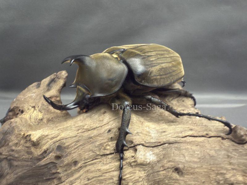 アヌビスゾウカブト（ブラジル産）成虫ペア | Dorcus-Saga