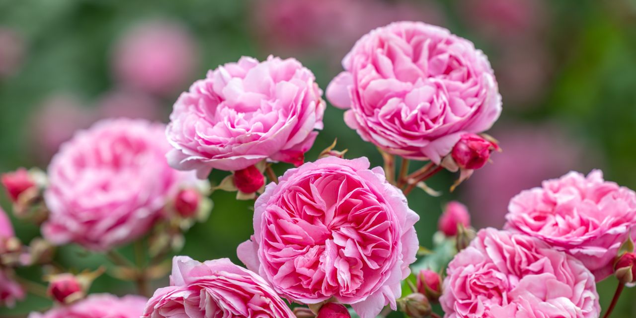 David Austin Roses - バラ苗, バラ鉢, イングリッシュローズ, つる