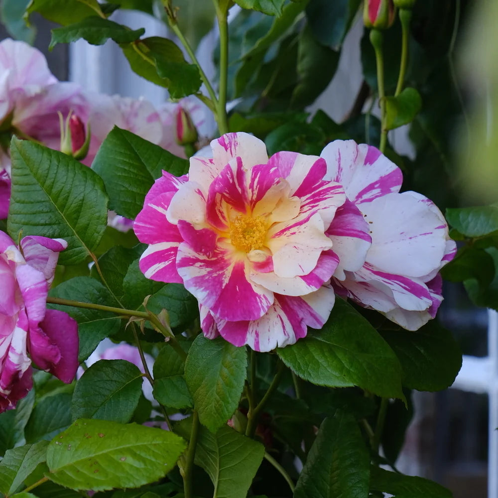 David Austin Roses - バラ苗, バラ鉢, イングリッシュローズ, つる