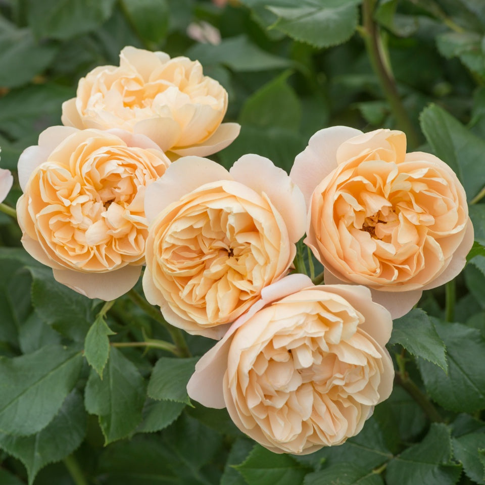 ロアルド・ダール裸苗 - Roald Dahl (Ausowlish) – David Austin Roses