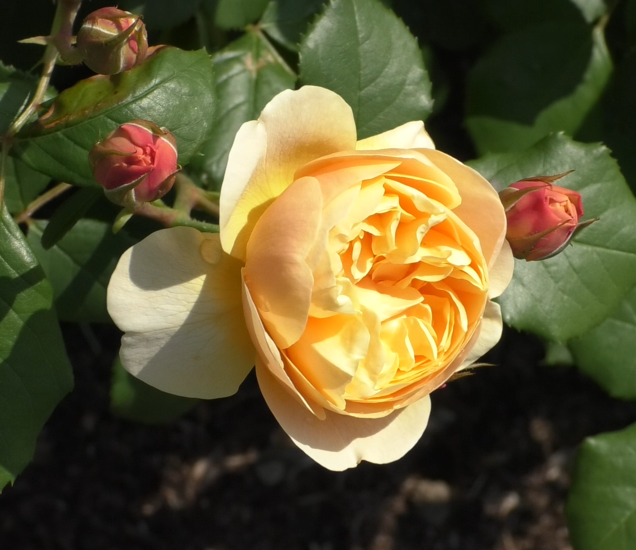 ロアルド・ダール裸苗 - Roald Dahl (Ausowlish) – David Austin Roses