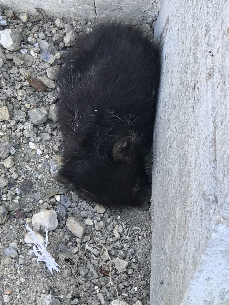 UMA（未確認動物）？！ | 総合プラスチック加工の株式会社大京化学