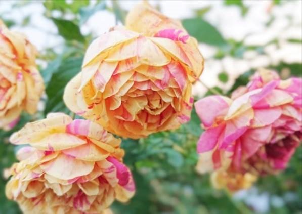 プレスリリース】花屋が運営する『練馬区立 四季の香ローズガーデン