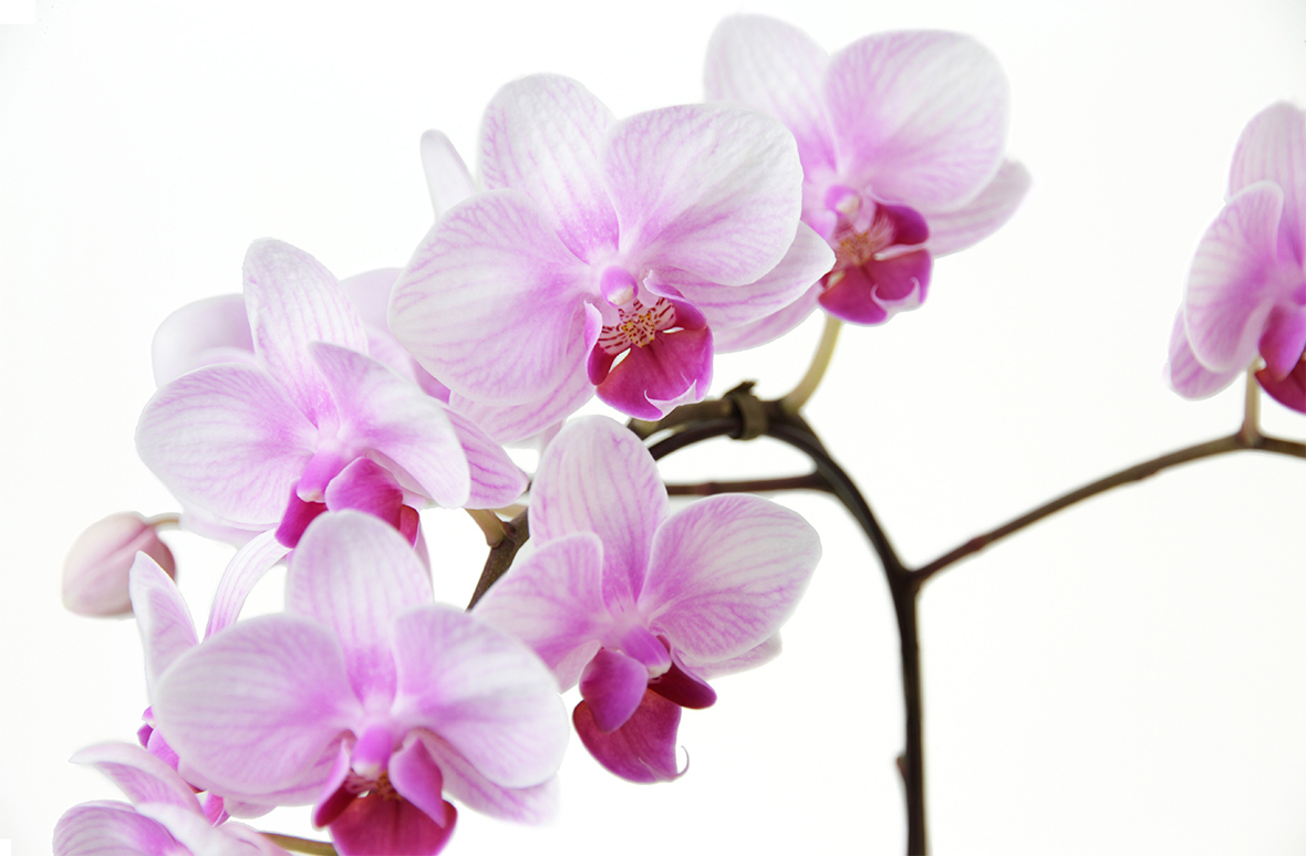 ミディ胡蝶蘭「ランラン」3本立ち 6号鉢 | 花・花束を贈るなら第一園芸