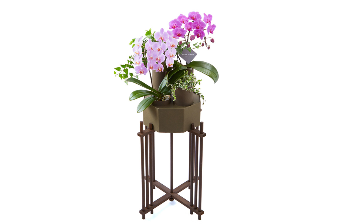 シェアプランツの胡蝶蘭通販 | 花・花束を贈るなら第一園芸オンライン