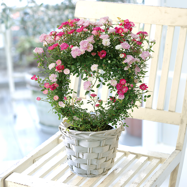 つるバラ2色MIXリング仕立て | 母の日ギフト2025 | 花・花束を贈るなら