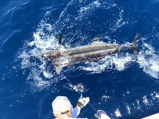 ソルティガ SJ AGS 55B-2TGの使用感」 - SALTIGA