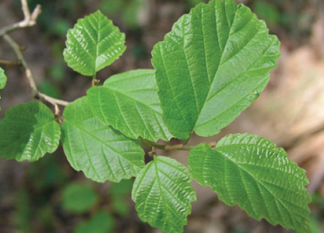 CENTENRY SAKUYA Kronos Mask