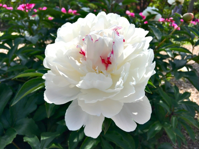 CENTENRY SAKUYA Kronos Mask