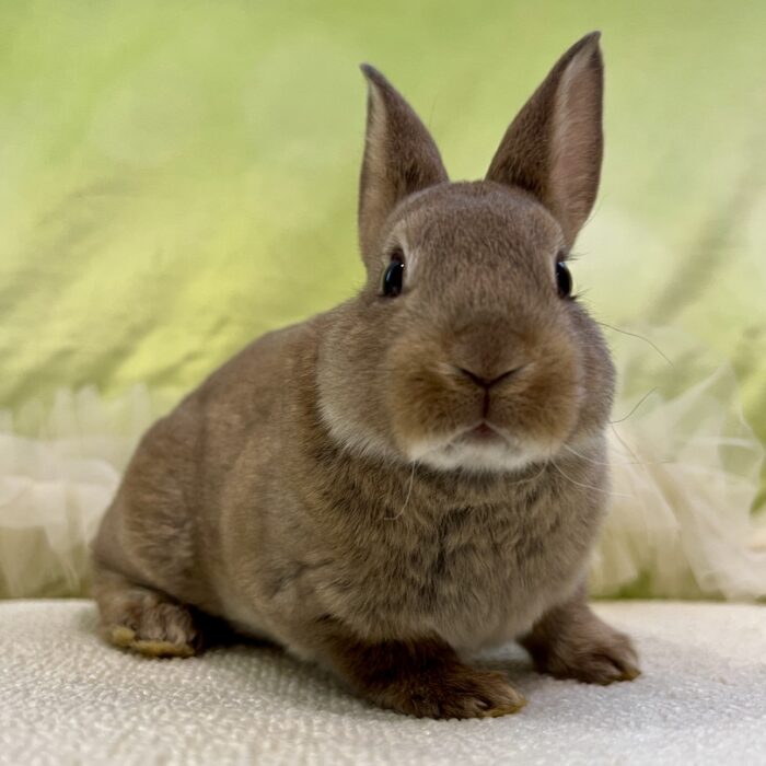 さいたま 東大宮のうさぎ専門店 DAN'S HOUSE｜健康で可愛いうさぎを