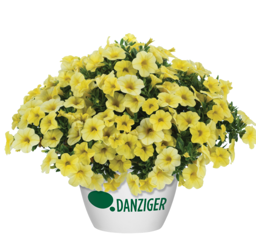 Colibri™ Lemon - Danziger