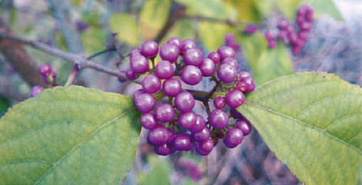 レアゴールドシリーズ｜ドクターデヴィアス化粧品