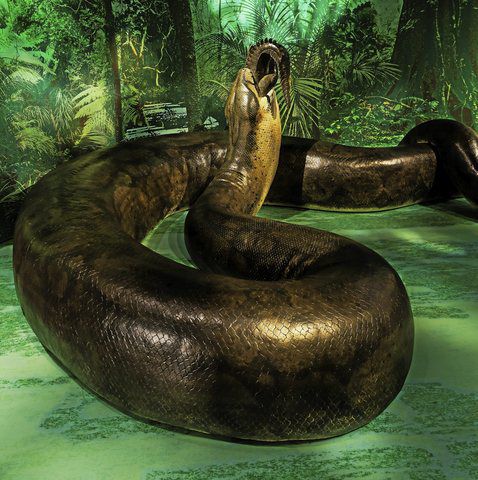 Titanoboa! That is one huge snake – Delco Times