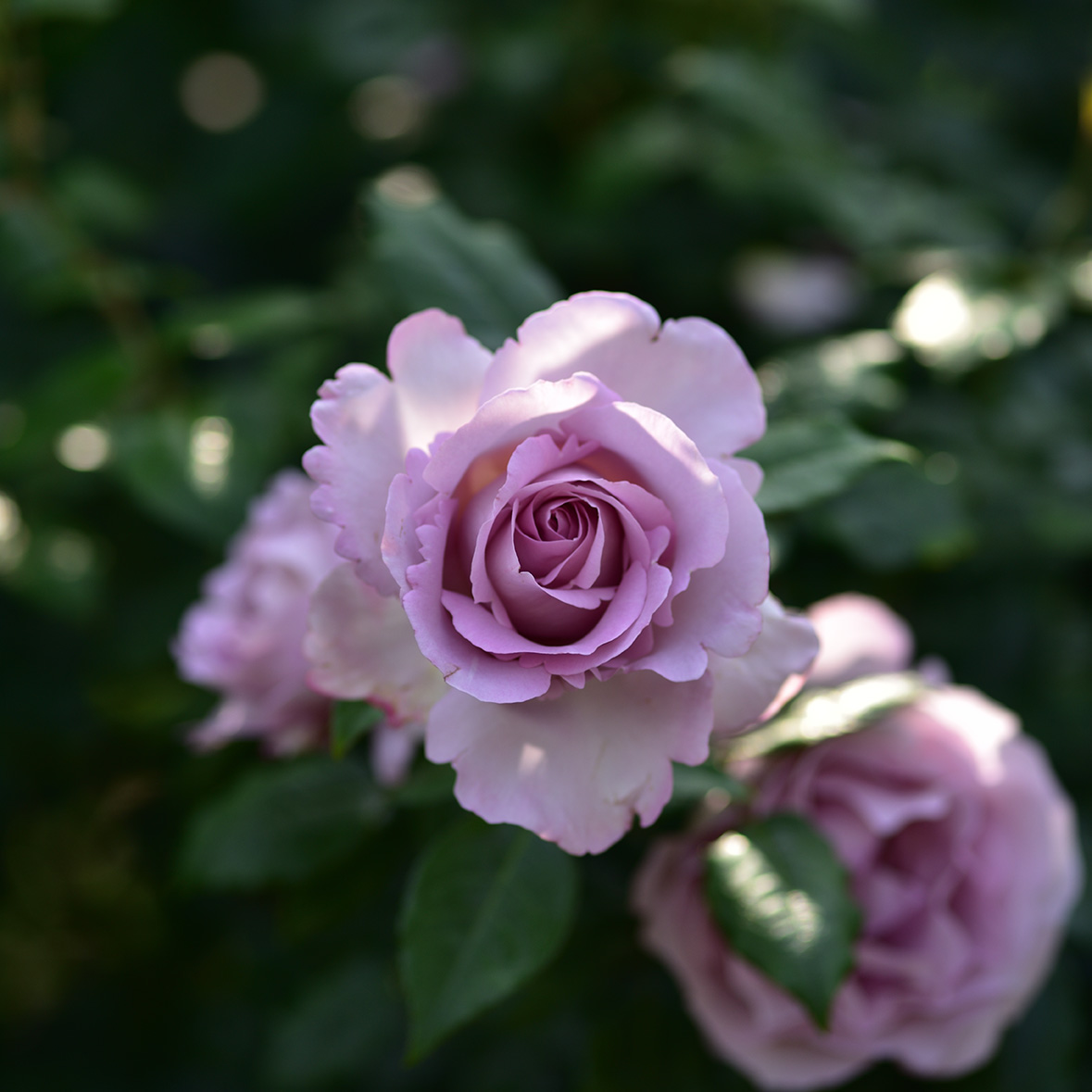 ローズシナクティフ | デルバールJAPON