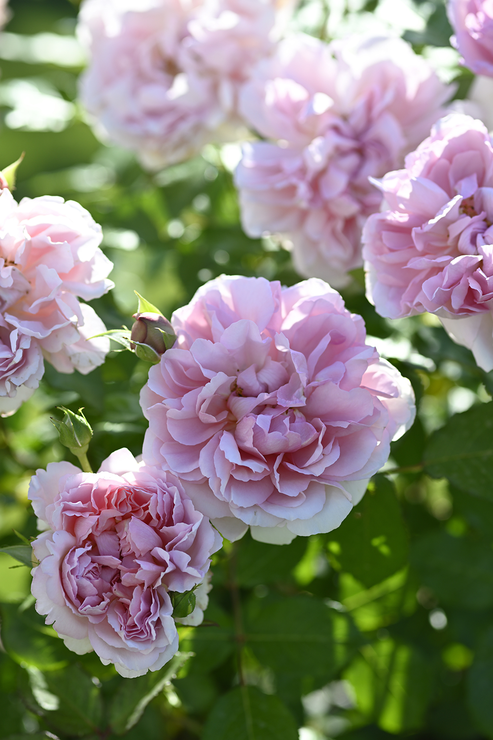 ローズ・アントワネット | デルバールJAPON