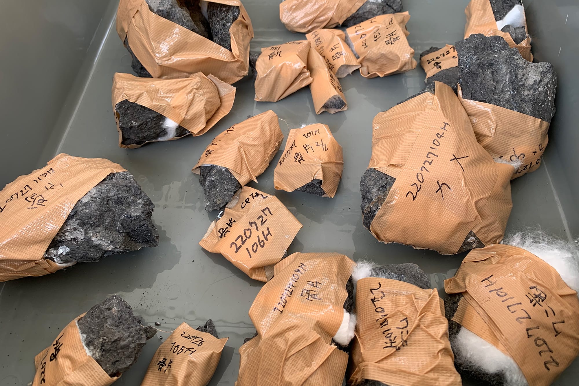 足跡化石の調査 - FPDM: 福井恐竜発掘調査レポート2022