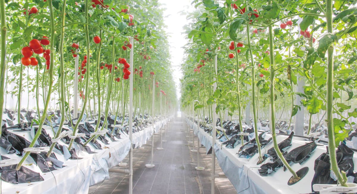 ドライフォグ栽培システム IKEUCHIPONICS｜水耕栽培を進化させる噴霧耕