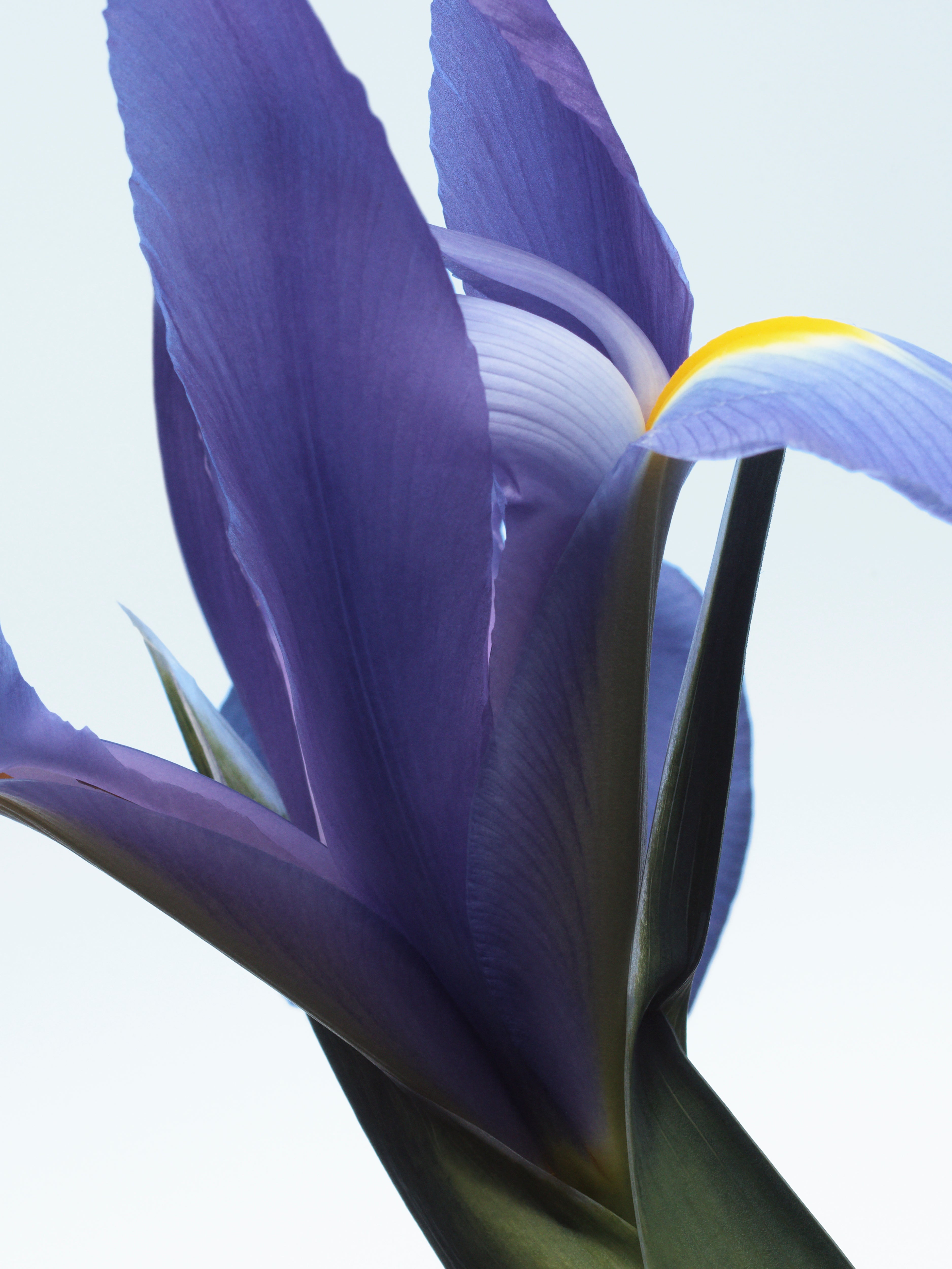 オードパルファムネオン ガーデン | Dries Van Noten