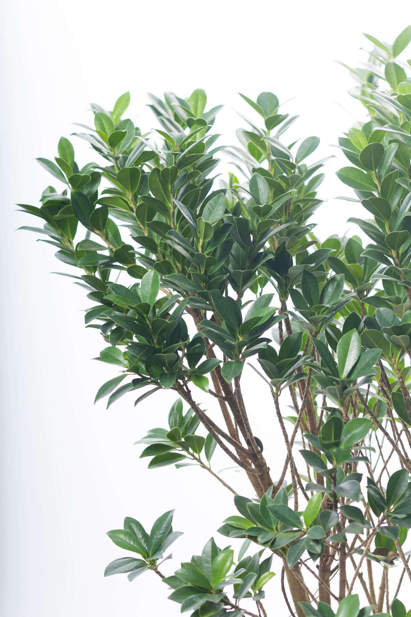 ガジュマル 観葉植物| 愛知県名古屋市外構ディーズガーデン|愛知県