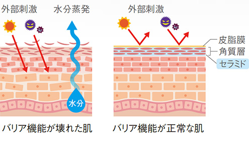 カルディ クリーム コンセントレート［美容クリーム］ | アクティブ