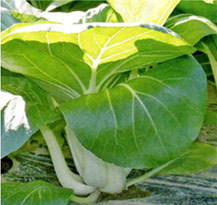 エクストリーム(TSX-712)[ほうれん草] - e-種や｜国内最大級の野菜種