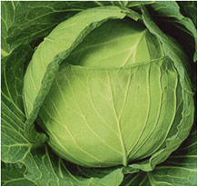 SK9-099[ブロッコリー] - e-種や｜国内最大級の野菜種・花種・苗・農業