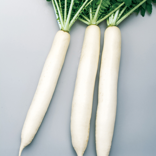 羊太郎2号[大根] - e-種や｜国内最大級の野菜種・花種・苗・農業資材の