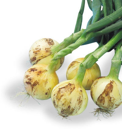 サクラエクスプレス1[玉葱] - e-種や｜国内最大級の野菜種・花種・苗