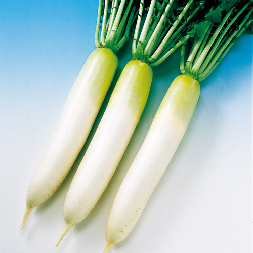 夏みどり8号[大根]※2025年今期品切れ - e-種や｜国内最大級の野菜種