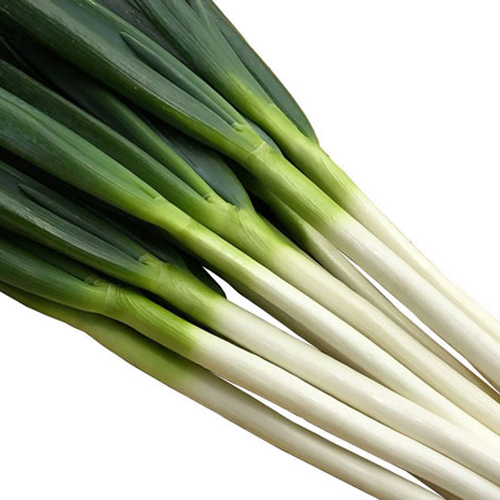 龍みのり(UE-507)[ネギ] - e-種や｜国内最大級の野菜種・花種・苗