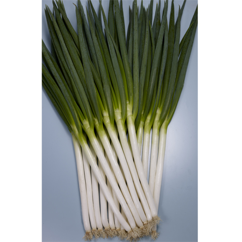 項羽一本太（THN160）[ネギ] - e-種や｜国内最大級の野菜種・花種・苗