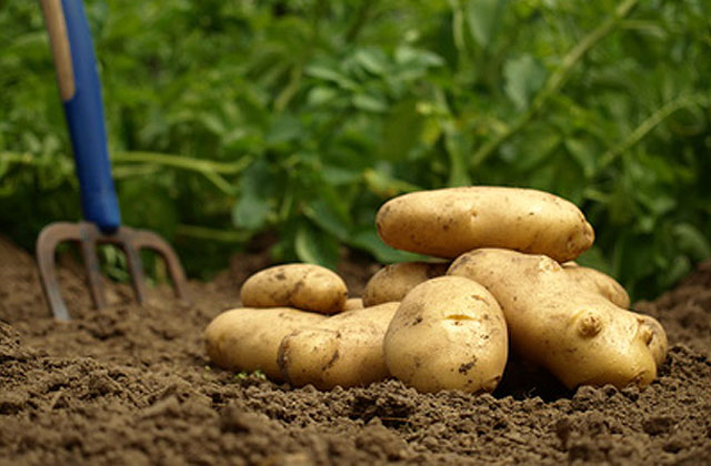 馬鈴薯（じゃがいも） | いい野菜.com